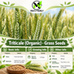 Organic Triticale Grass Seeds – Non-GMO Annual Cereal Grass