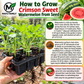 Crimson Sweet Watermelon Seeds – Heirloom Non-GMO AAS Winner