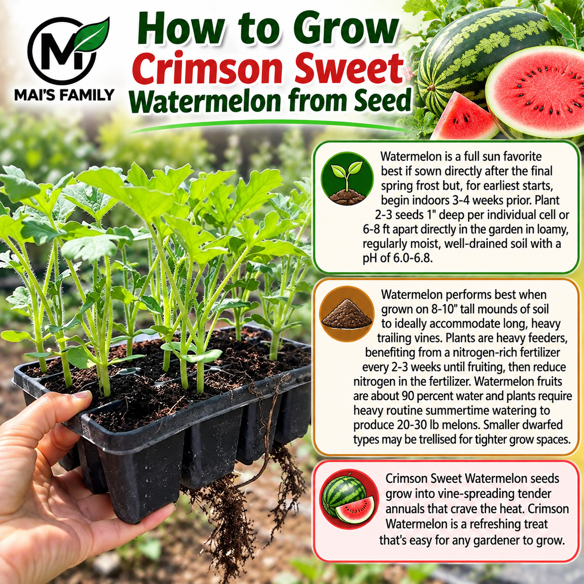 Crimson Sweet Watermelon Seeds – Heirloom Non-GMO AAS Winner