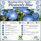Heavenly Blue Morning Glory Seeds – Non-GMO Annual Climbing Vine