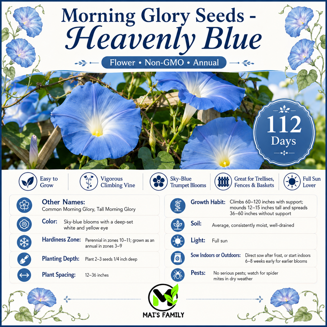 Heavenly Blue Morning Glory Seeds – Non-GMO Annual Climbing Vine