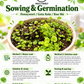 Pennywort Seeds Big Leaf - Gotu Kola Rau Má Lá Bự | Heirloom Non-GMO Perennial Herb