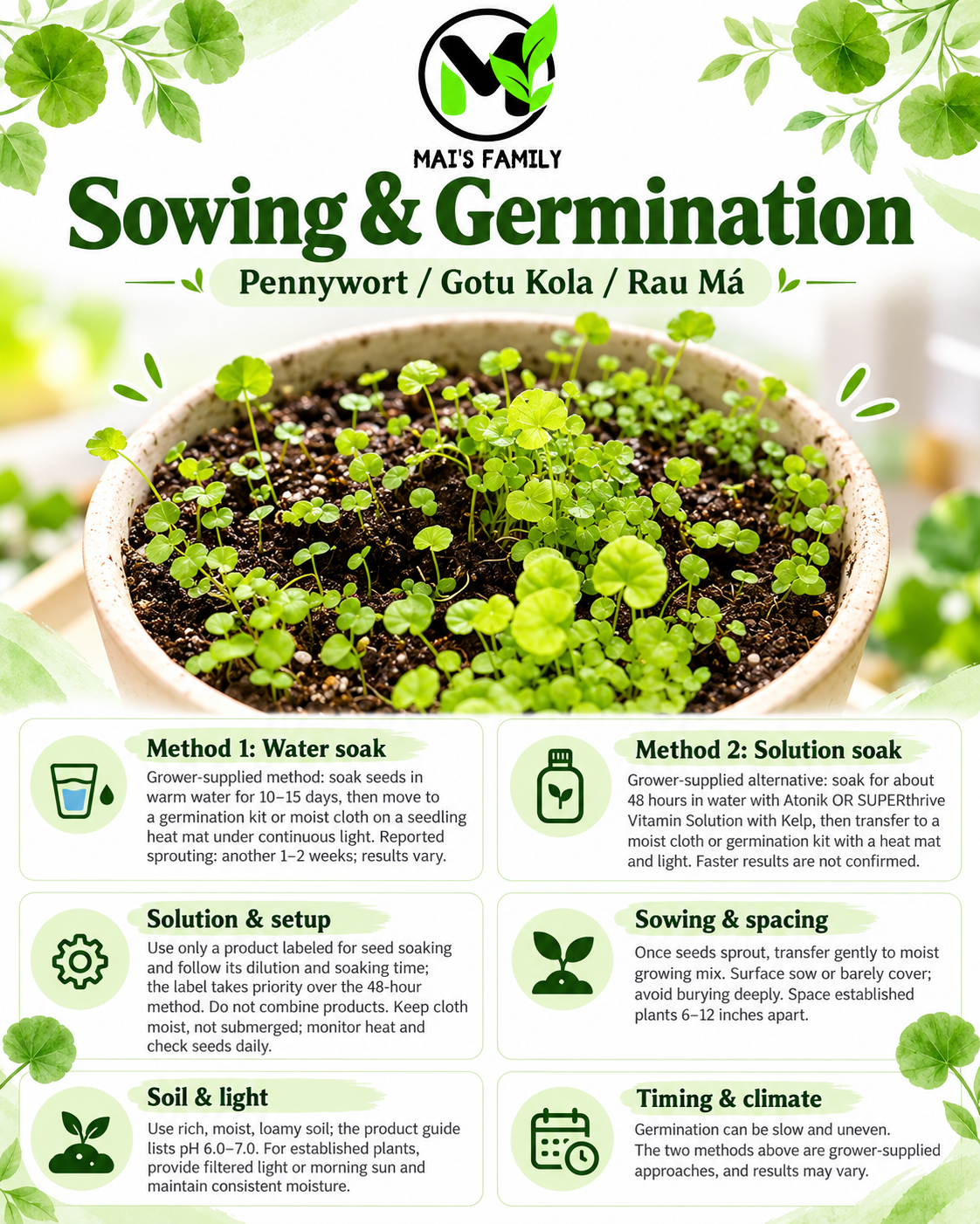 Pennywort Seeds Big Leaf - Gotu Kola Rau Má Lá Bự | Heirloom Non-GMO Perennial Herb
