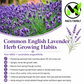 Common English Lavender Seeds – Vera | Heirloom, Non-GMO