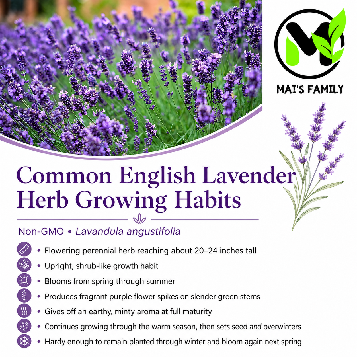 Common English Lavender Seeds – Vera | Heirloom, Non-GMO