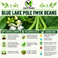 Blue Lake Pole FM1K Bean Seeds – Heirloom Non-GMO Pole Snap Beans