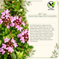 Common Italian Oregano Seeds – Heirloom Non-GMO Perennial Herb