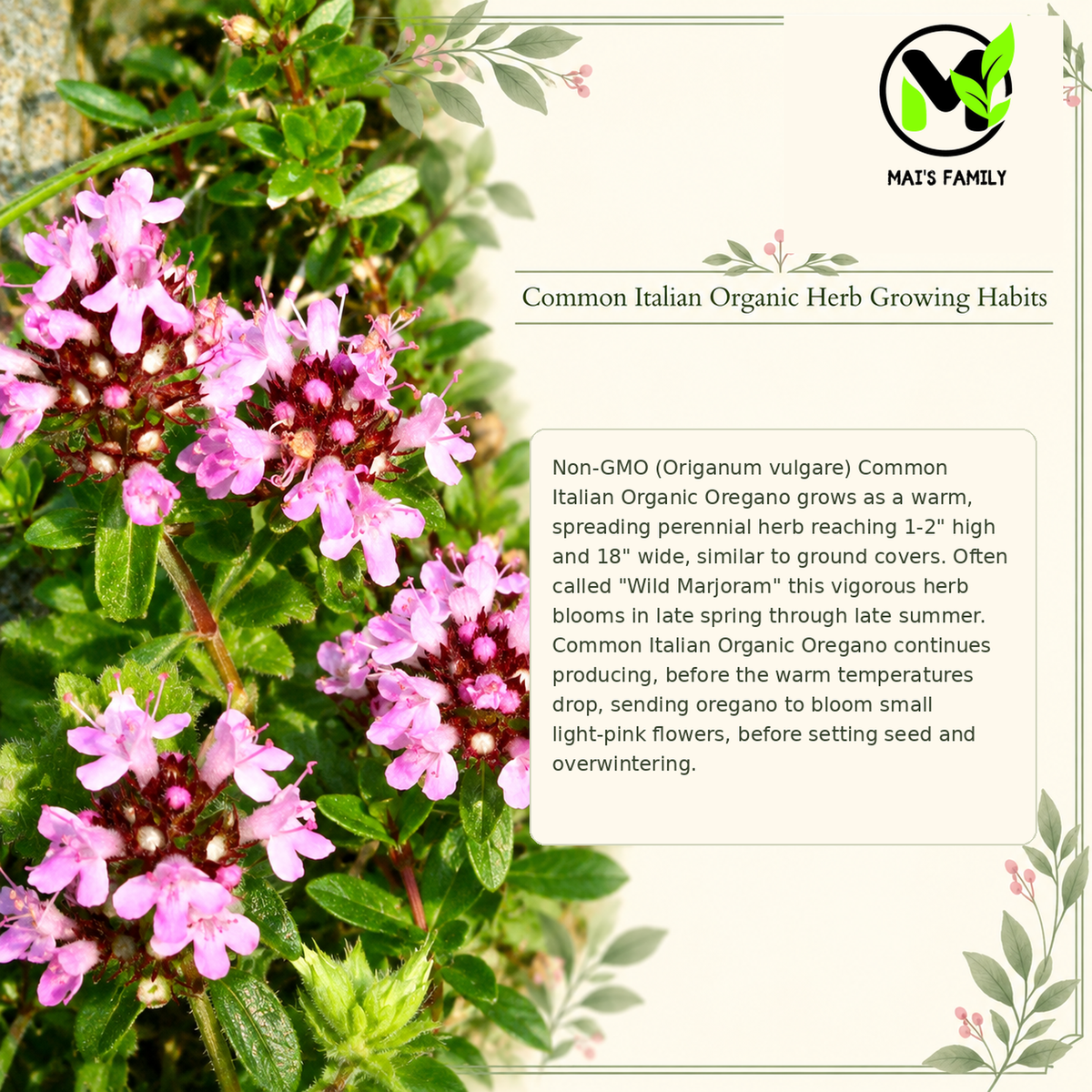 Common Italian Oregano Seeds – Heirloom Non-GMO Perennial Herb