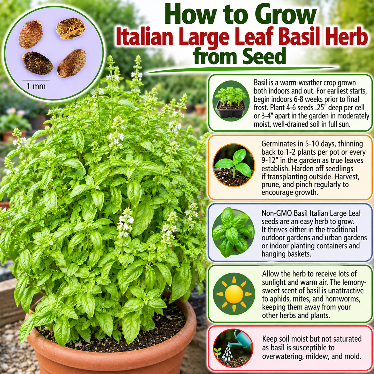 Italian Large Leaf Basil Seeds – Heirloom Non-GMO