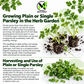 Plain or Single Parsley Seeds – Heirloom Non-GMO