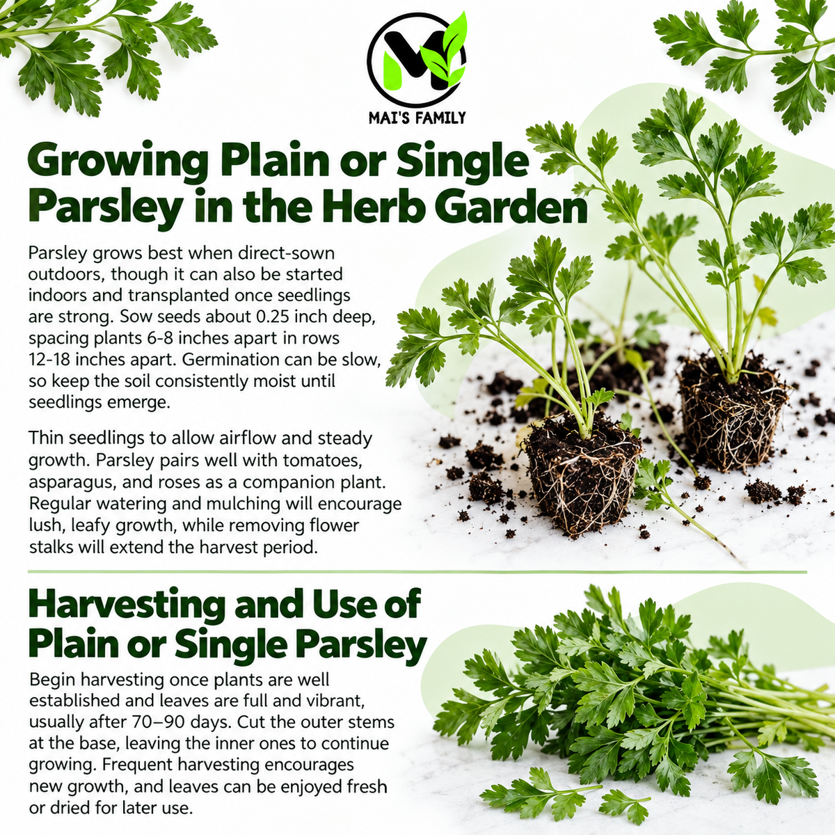 Plain or Single Parsley Seeds – Heirloom Non-GMO