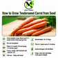 Tendersweet Carrot Seeds – Heirloom Non-GMO