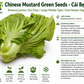 Chinese Mustard Green Seeds – Cải Bẹ Dưa | Gai Choy | Brassica juncea
