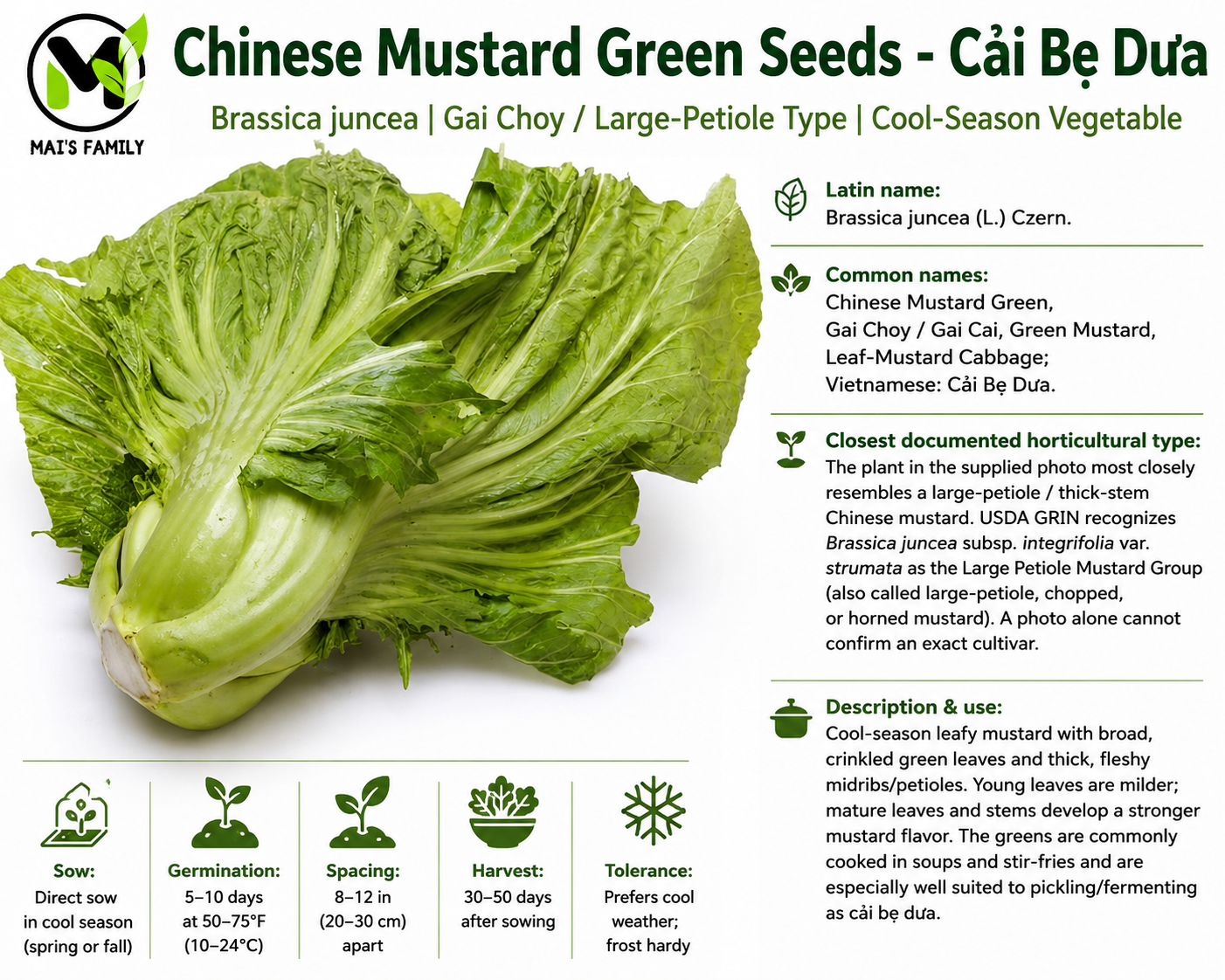 Chinese Mustard Green Seeds – Cải Bẹ Dưa | Gai Choy | Brassica juncea