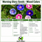 Morning Glory Seeds – Mixed Colors, Non-GMO