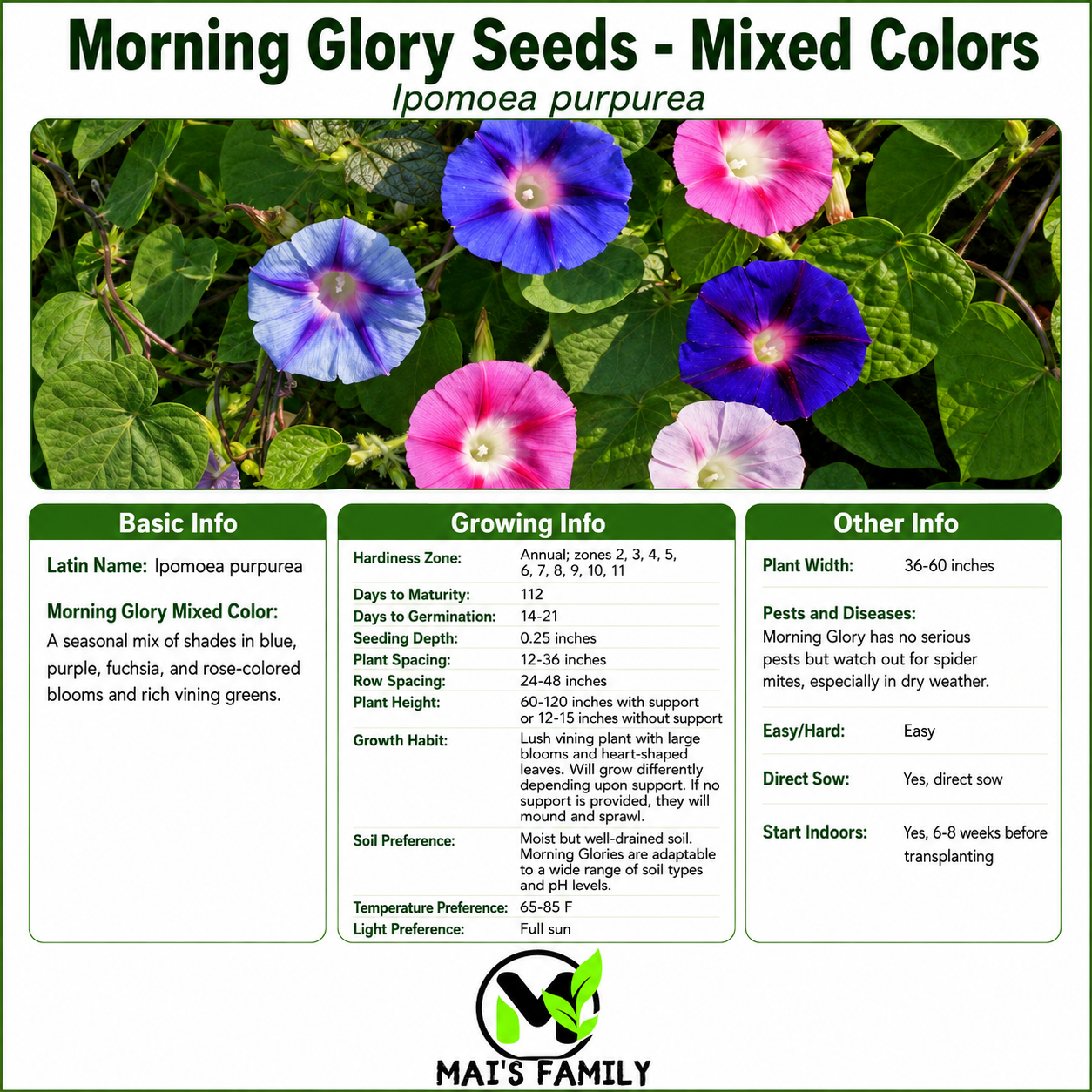 Morning Glory Seeds – Mixed Colors, Non-GMO