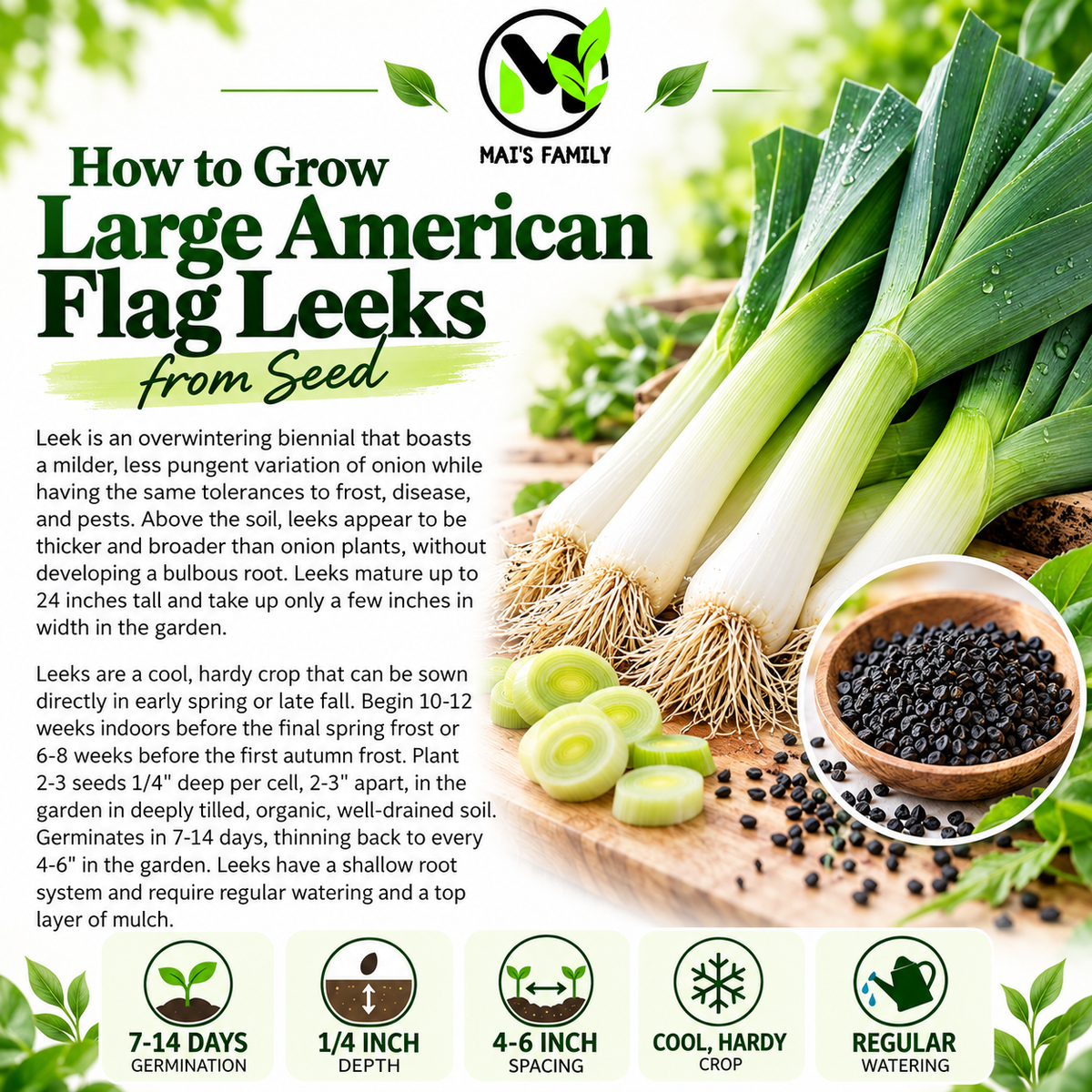 Large American Flag Leek Seeds – Heirloom Non-GMO Open-Pollinated