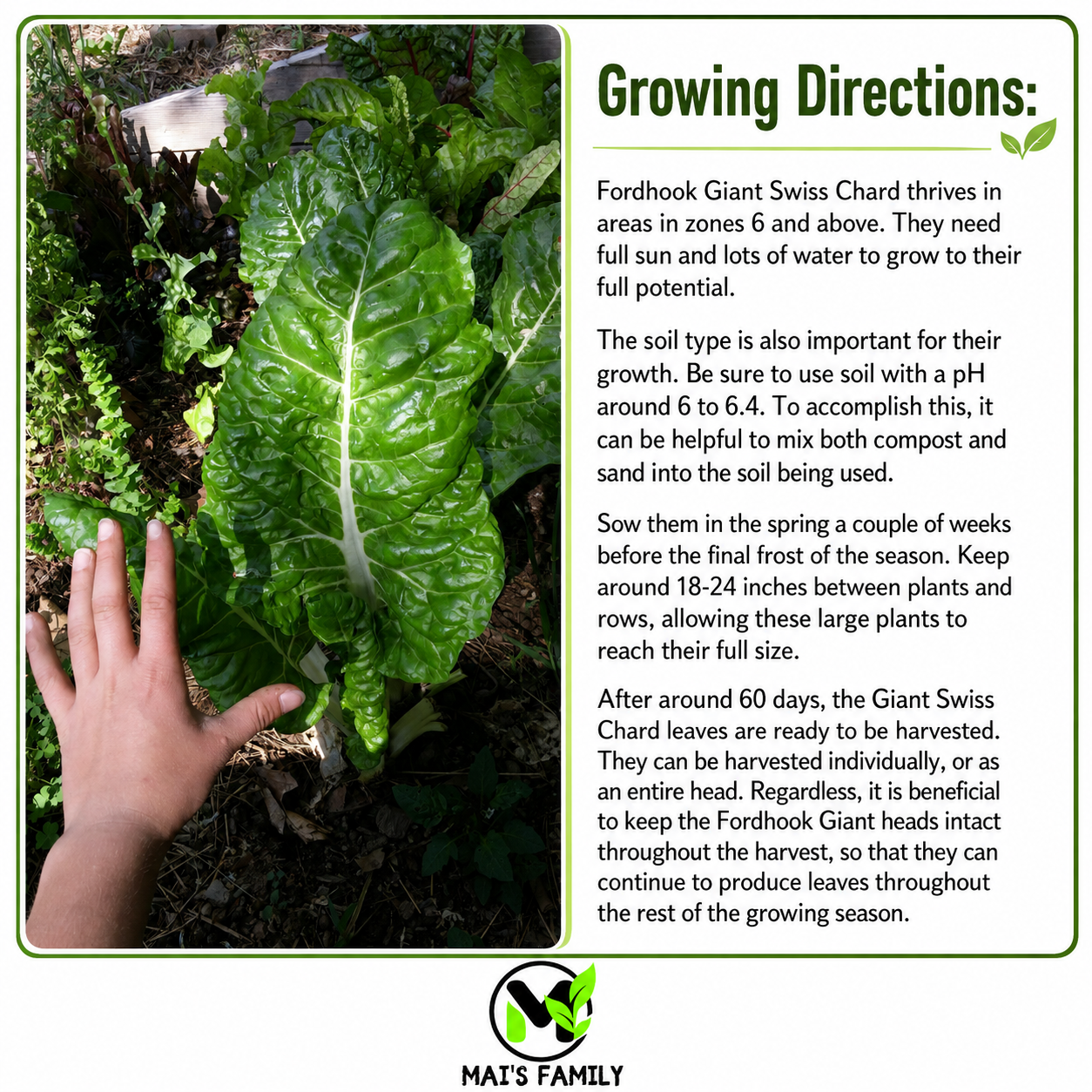 Swiss Chard- Fordhook Giant-Heirloom- Non GMO