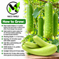 Long Bottle Gourd Stars F1 Seeds – Non-GMO Bau Sao Hybrid- Bầu sao lai