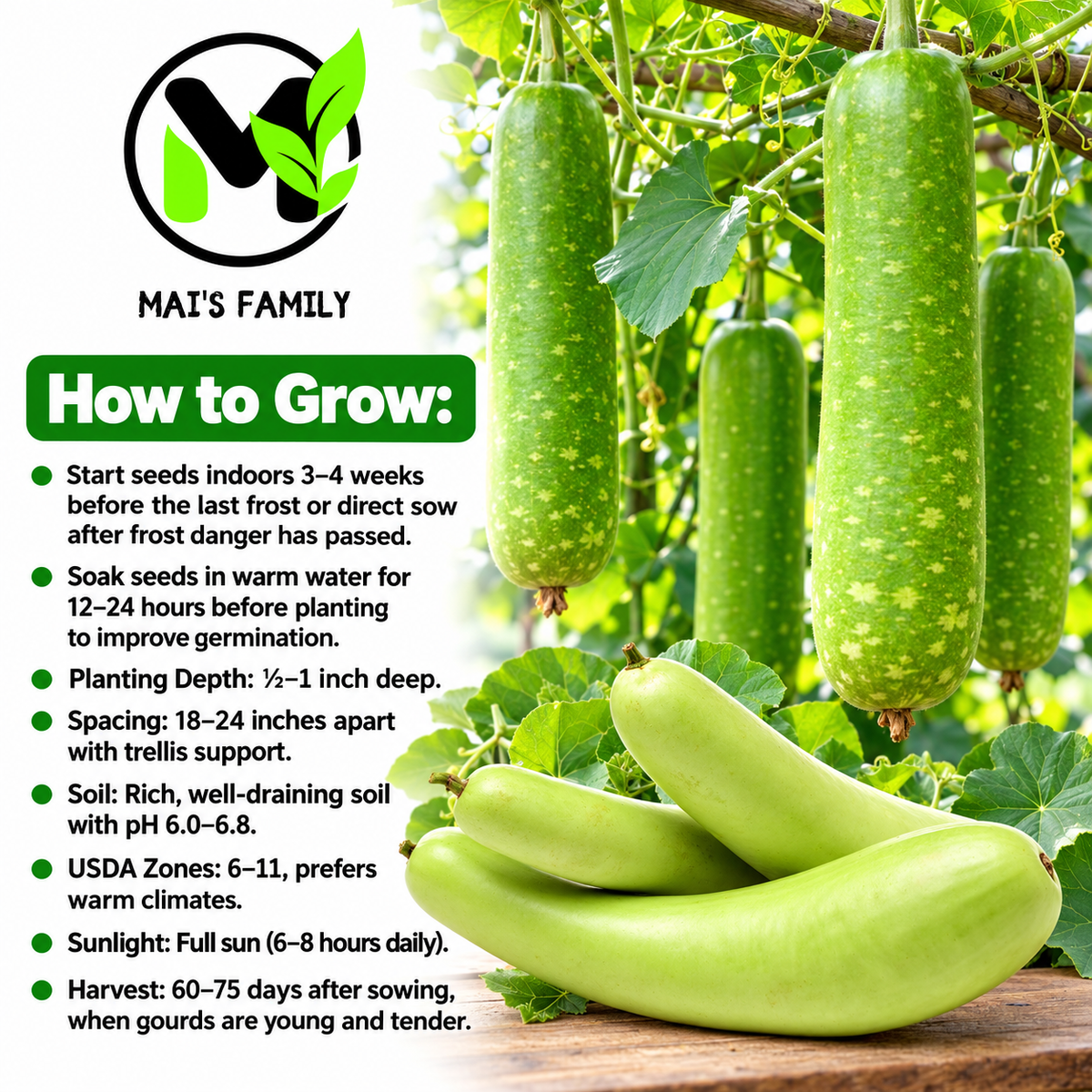Long Bottle Gourd Stars F1 Seeds – Non-GMO Bau Sao Hybrid- Bầu sao lai