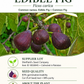 Ficus carica Seeds – Common Fig Deciduous Fruit Tree