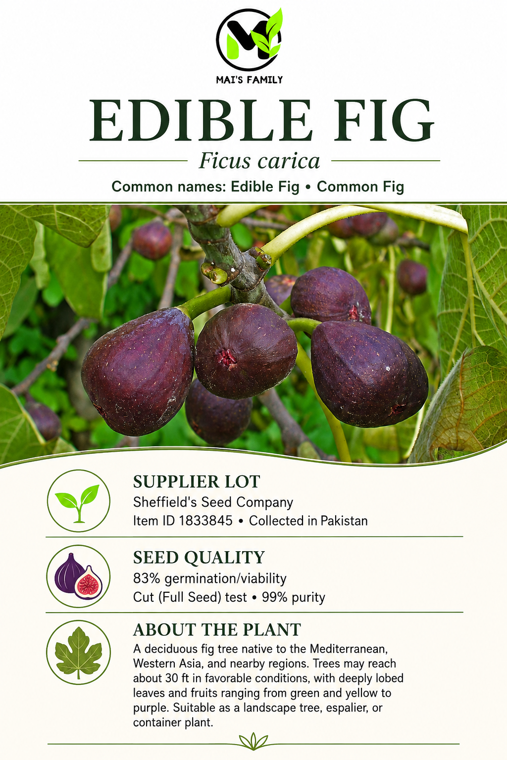 Ficus carica Seeds – Common Fig Deciduous Fruit Tree