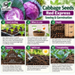 Red Express Cabbage Seeds – Heirloom Non-GMO Open-Pollinated