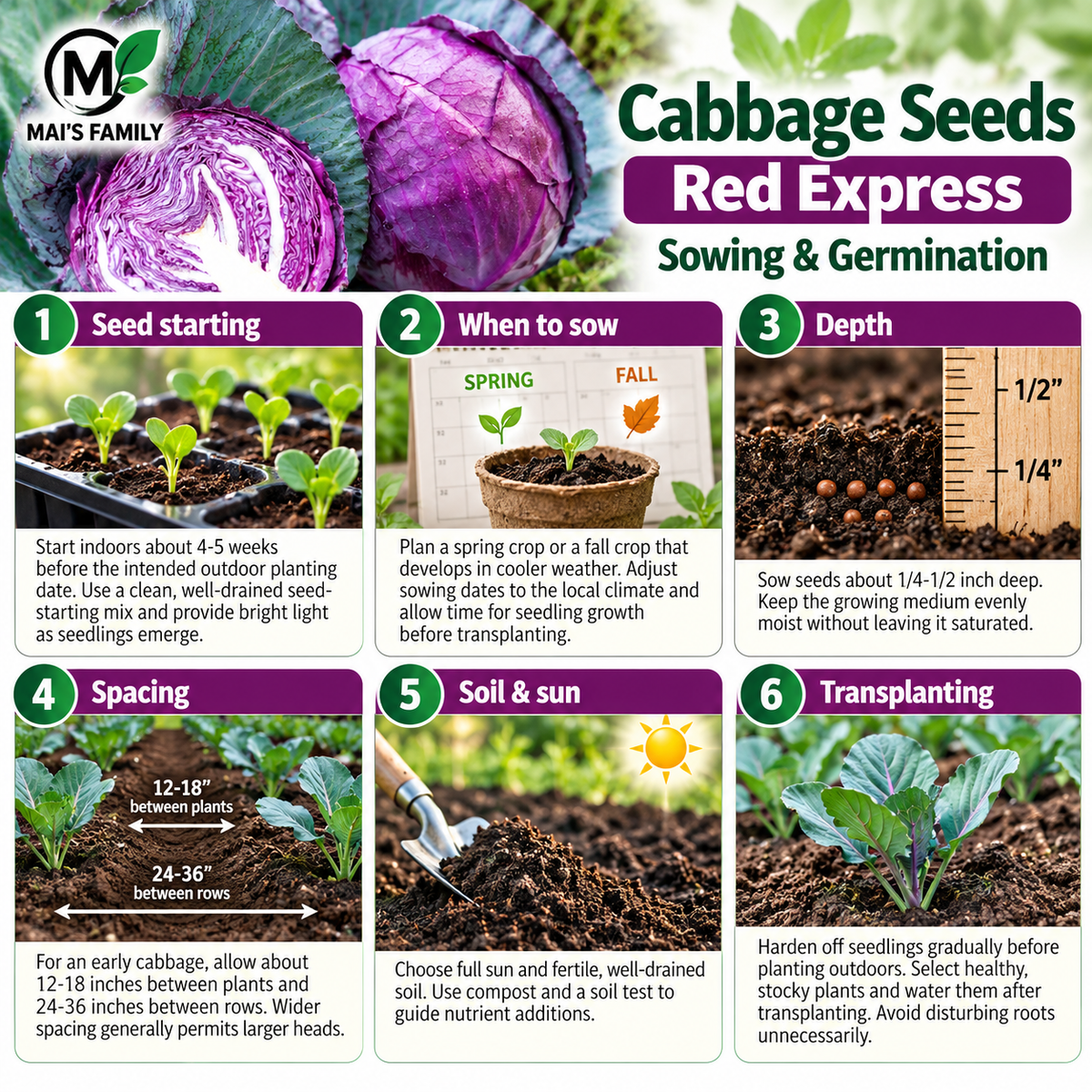 Red Express Cabbage Seeds – Heirloom Non-GMO Open-Pollinated