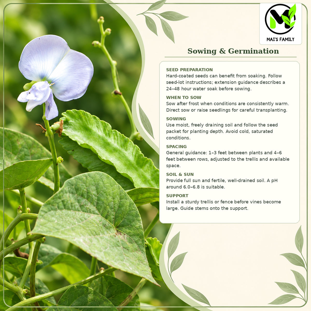 Winged Bean - Brown Seeds | Heirloom Non-GMO Asian Pole Bean