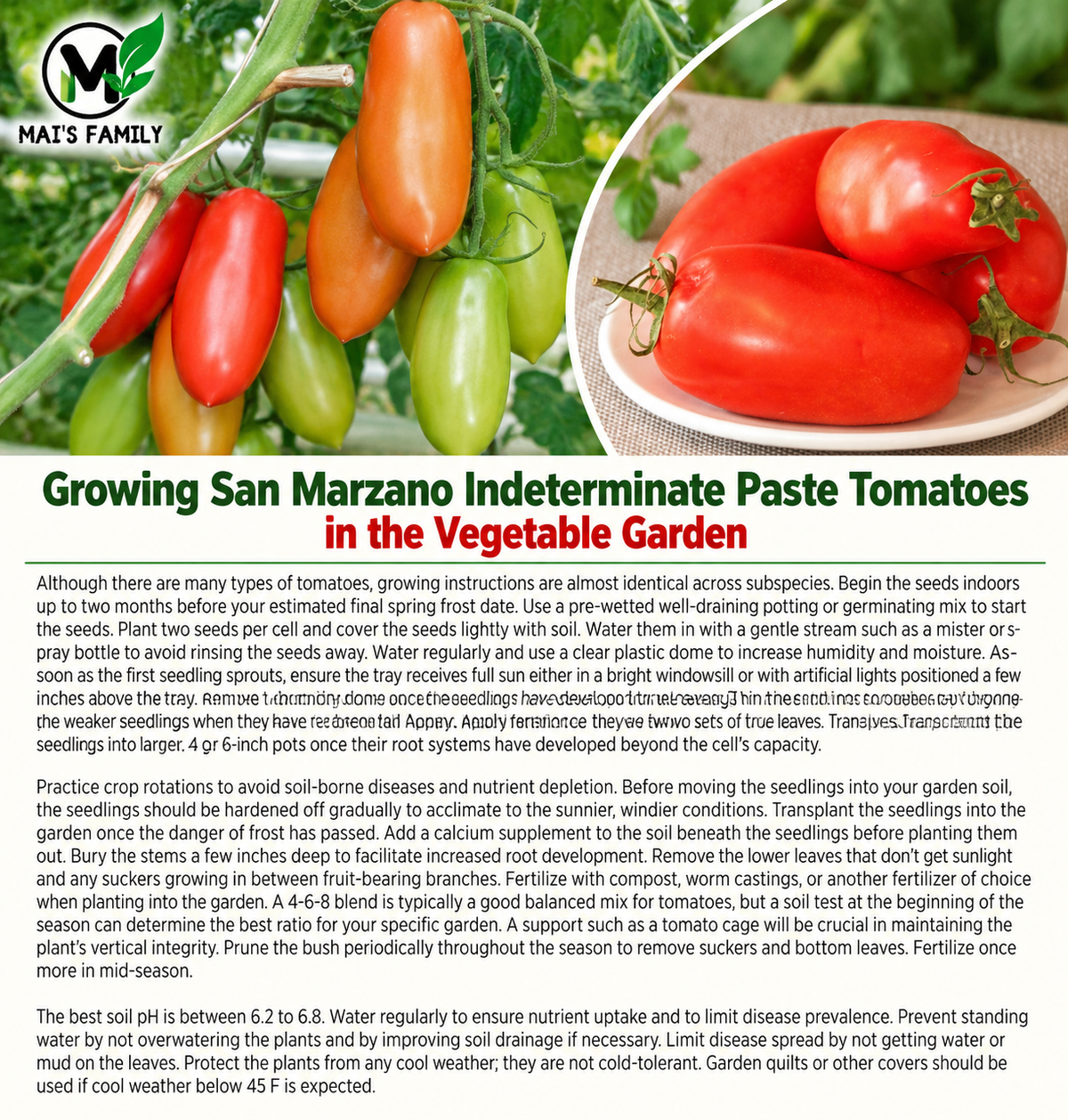 San Marzano Tomato Seeds – Heirloom Non-GMO Indeterminate Paste Tomato