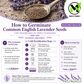 Common English Lavender Seeds – Vera | Heirloom, Non-GMO