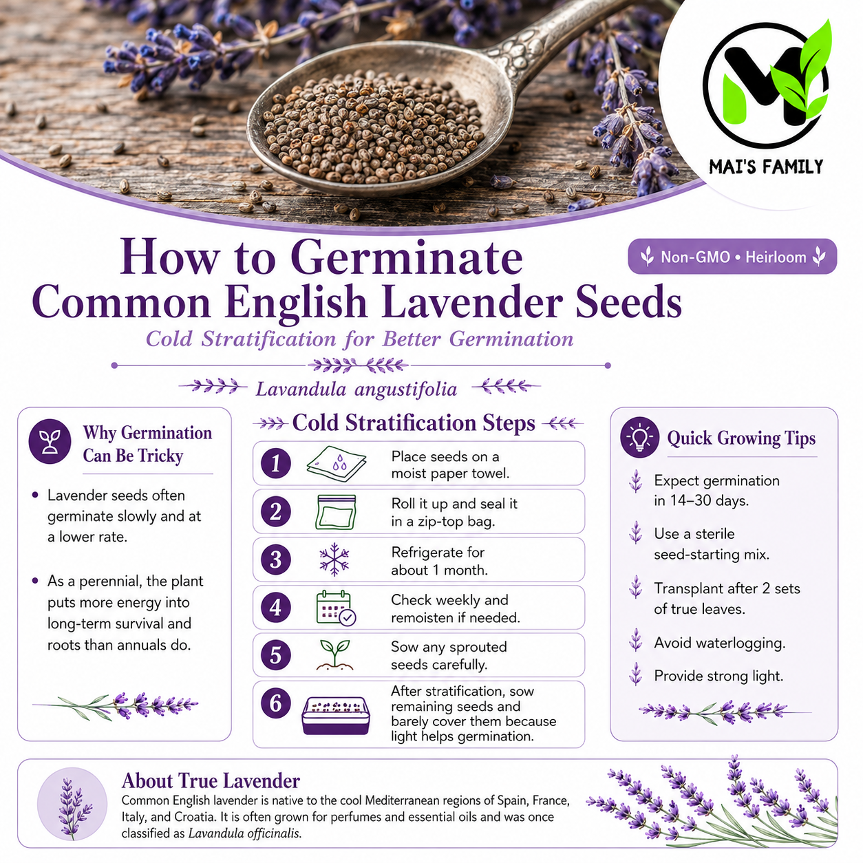 Common English Lavender Seeds – Vera | Heirloom, Non-GMO