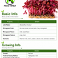 Organic Red Garnet Amaranth Microgreen Seeds – Heirloom Non-GMO