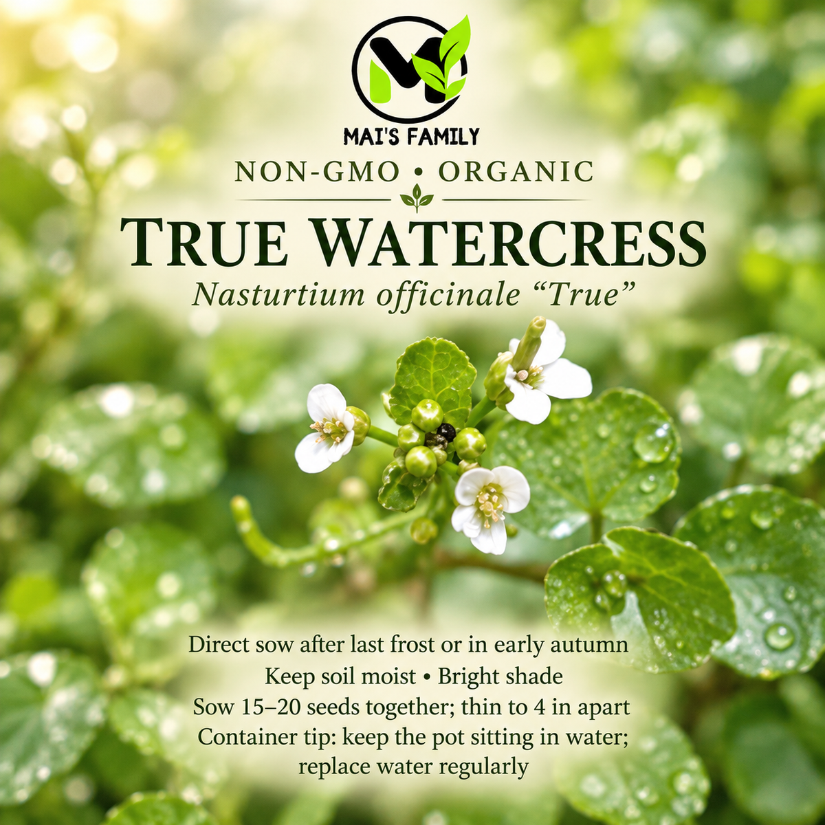 Organic Watercress Seeds – Heirloom Perennial Herb Cải Xoong