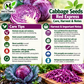 Red Express Cabbage Seeds – Heirloom Non-GMO Open-Pollinated