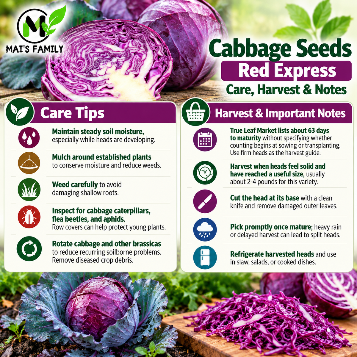 Red Express Cabbage Seeds – Heirloom Non-GMO Open-Pollinated