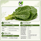 Georgia Southern Collard Green Seeds – Heirloom Non-GMO