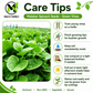 Green Malabar Spinach Seeds – Mồng Tơi Xanh | Heirloom, Non-GMO