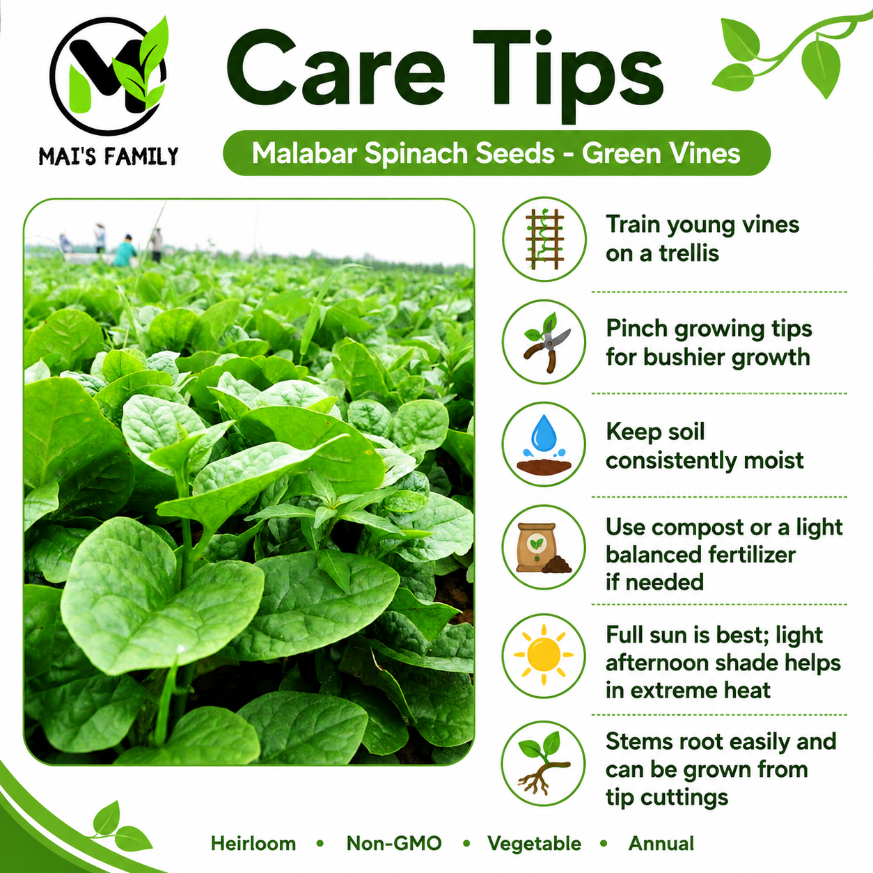 Green Malabar Spinach Seeds – Mồng Tơi Xanh | Heirloom, Non-GMO