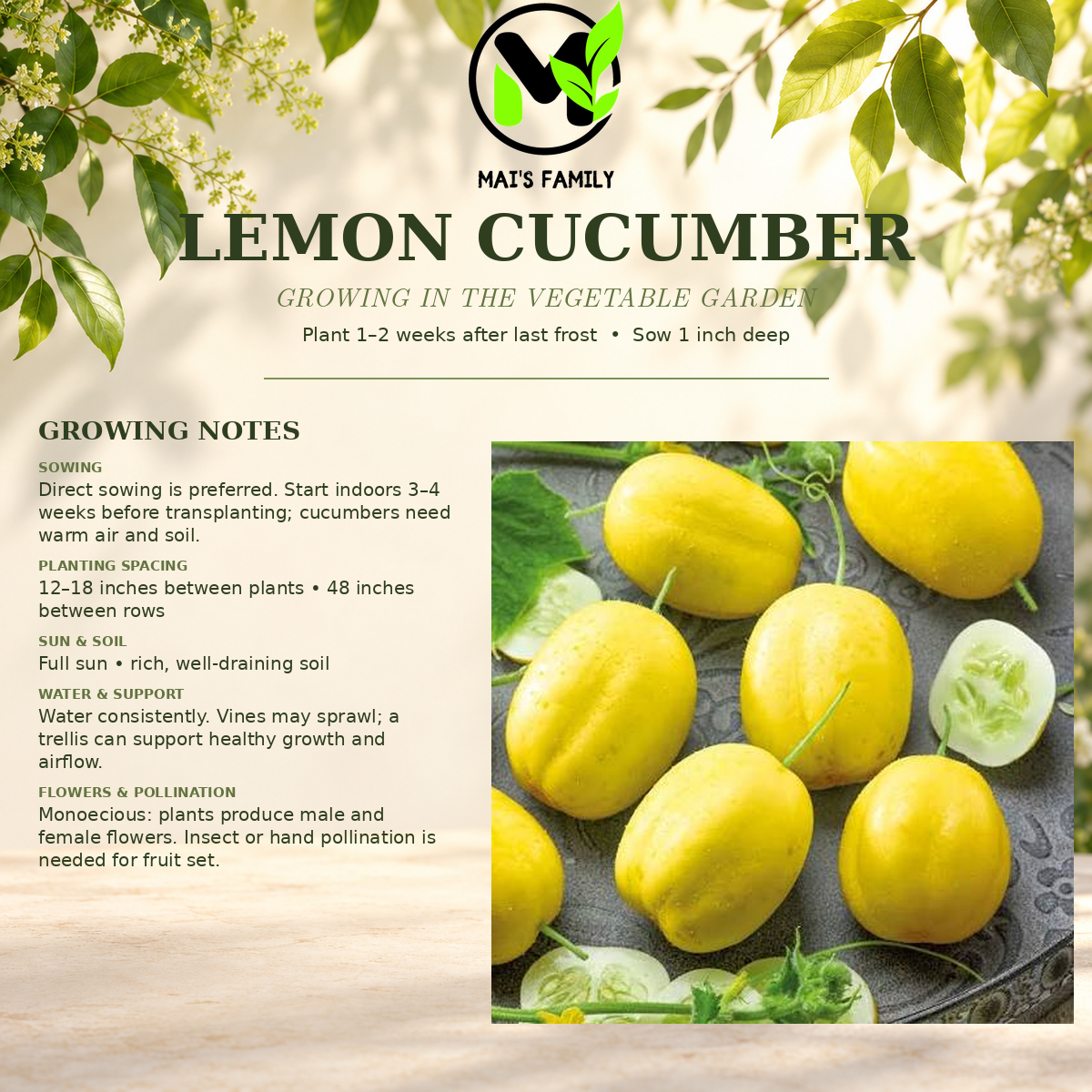 Lemon Cucumber Seeds – Heirloom Non-GMO Round Yellow Cucumber