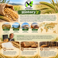 Organic Steptoe Barley – Unhulled Bulk Grain Seeds