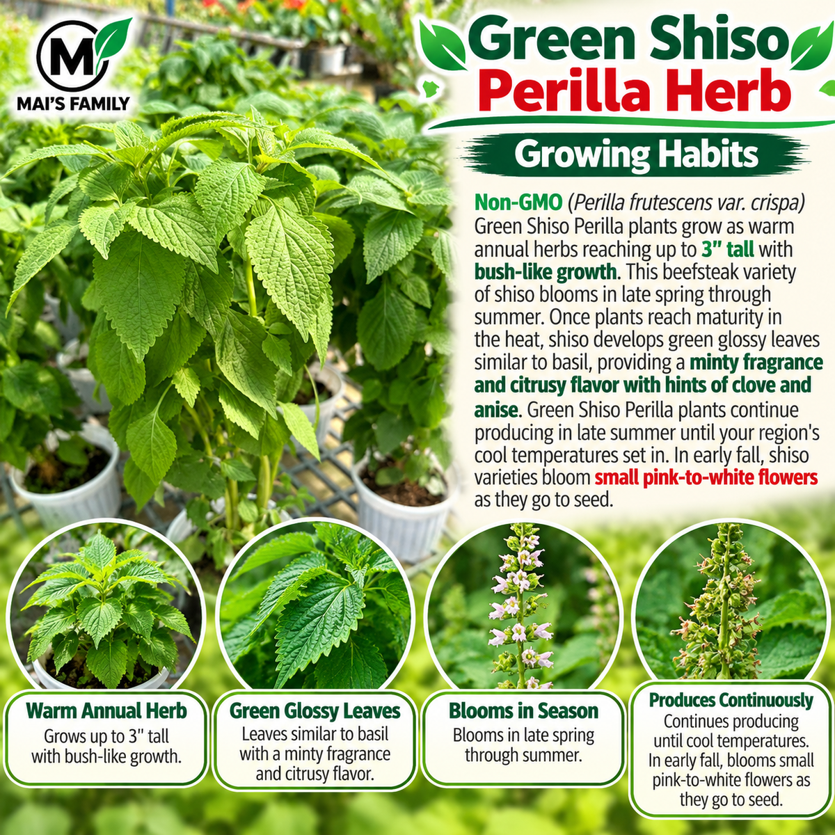 Green Shiso Perilla Seeds – Heirloom Non-GMO Culinary Herb
