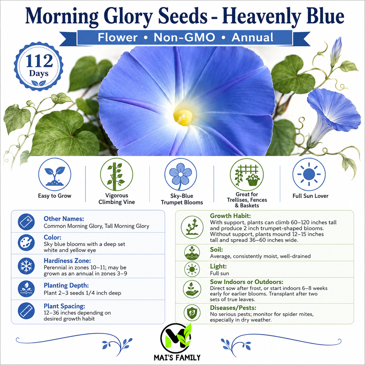 Heavenly Blue Morning Glory Seeds – Non-GMO Annual Climbing Vine