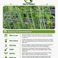 Vietnamese Black-Seeded Yard Long Bean Seeds – Đậu Đũa Hạt Đen