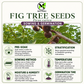 Ficus carica Seeds – Common Fig Deciduous Fruit Tree