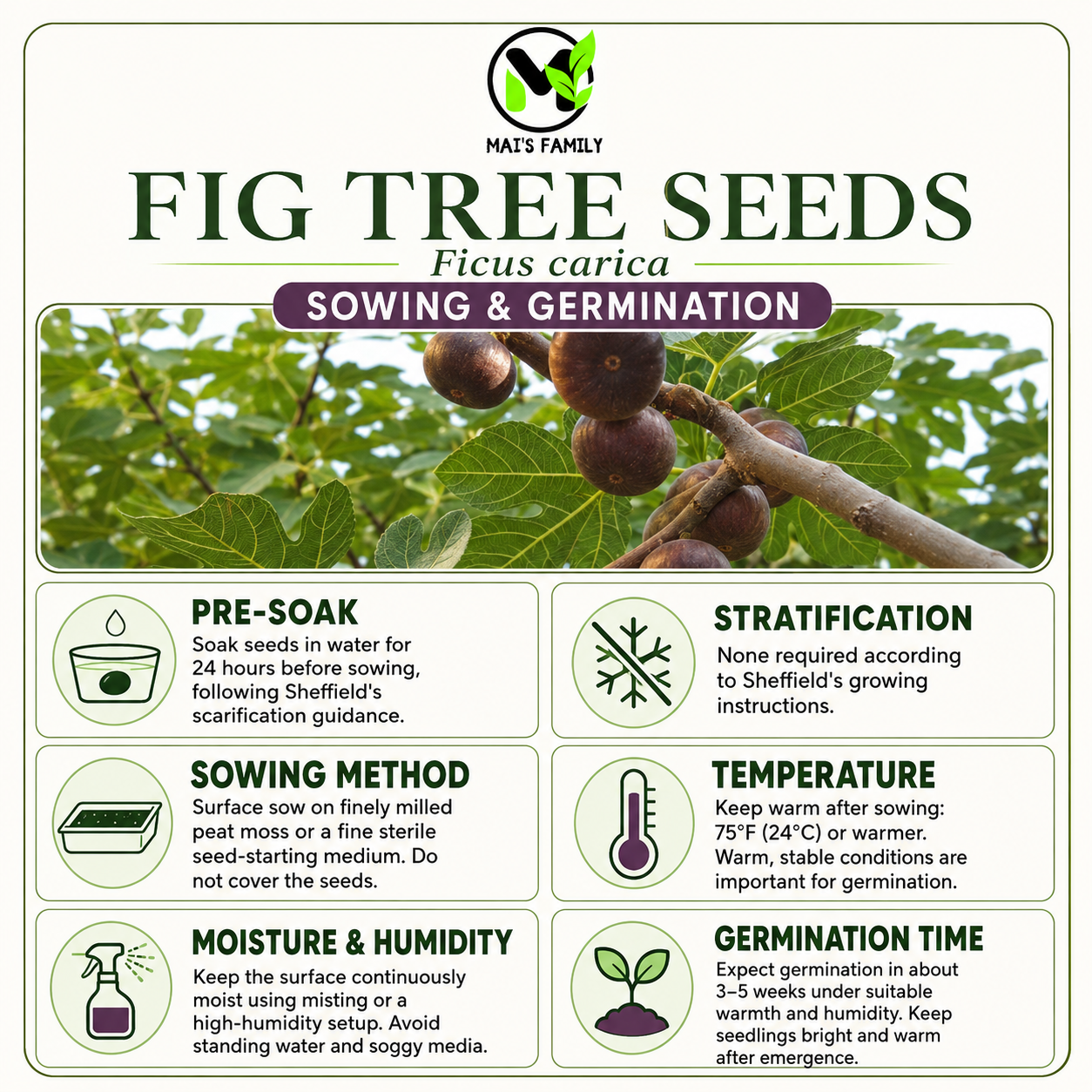 Ficus carica Seeds – Common Fig Deciduous Fruit Tree