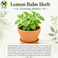 Lemon Balm Seeds – Melissa officinalis Heirloom Non-GMO Perennial Herb