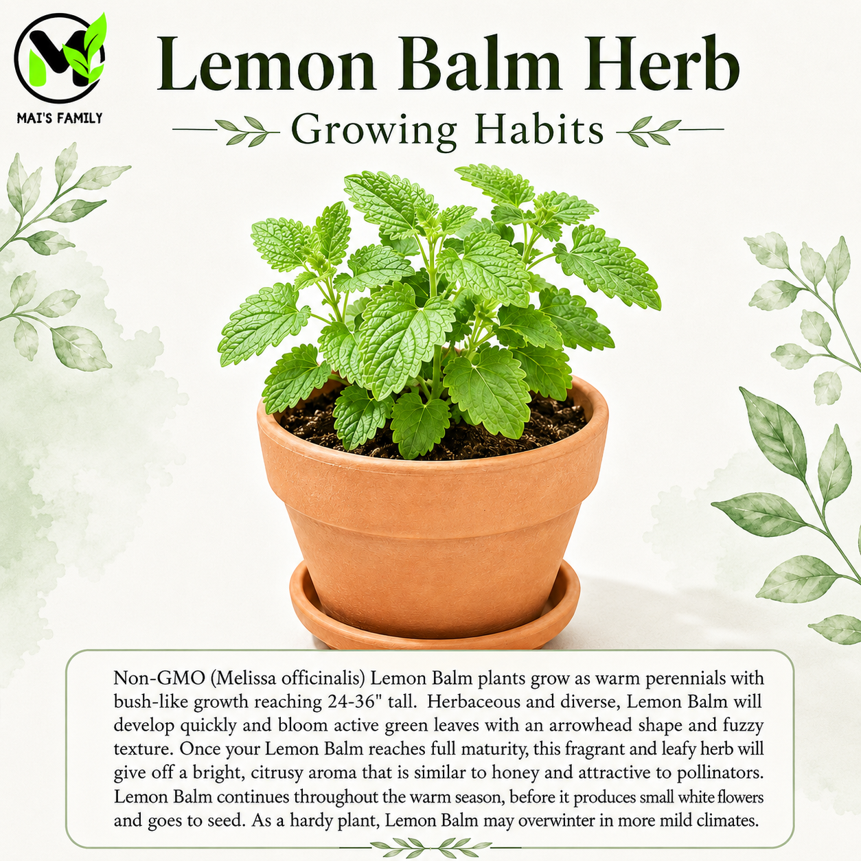 Lemon Balm Seeds – Melissa officinalis Heirloom Non-GMO Perennial Herb