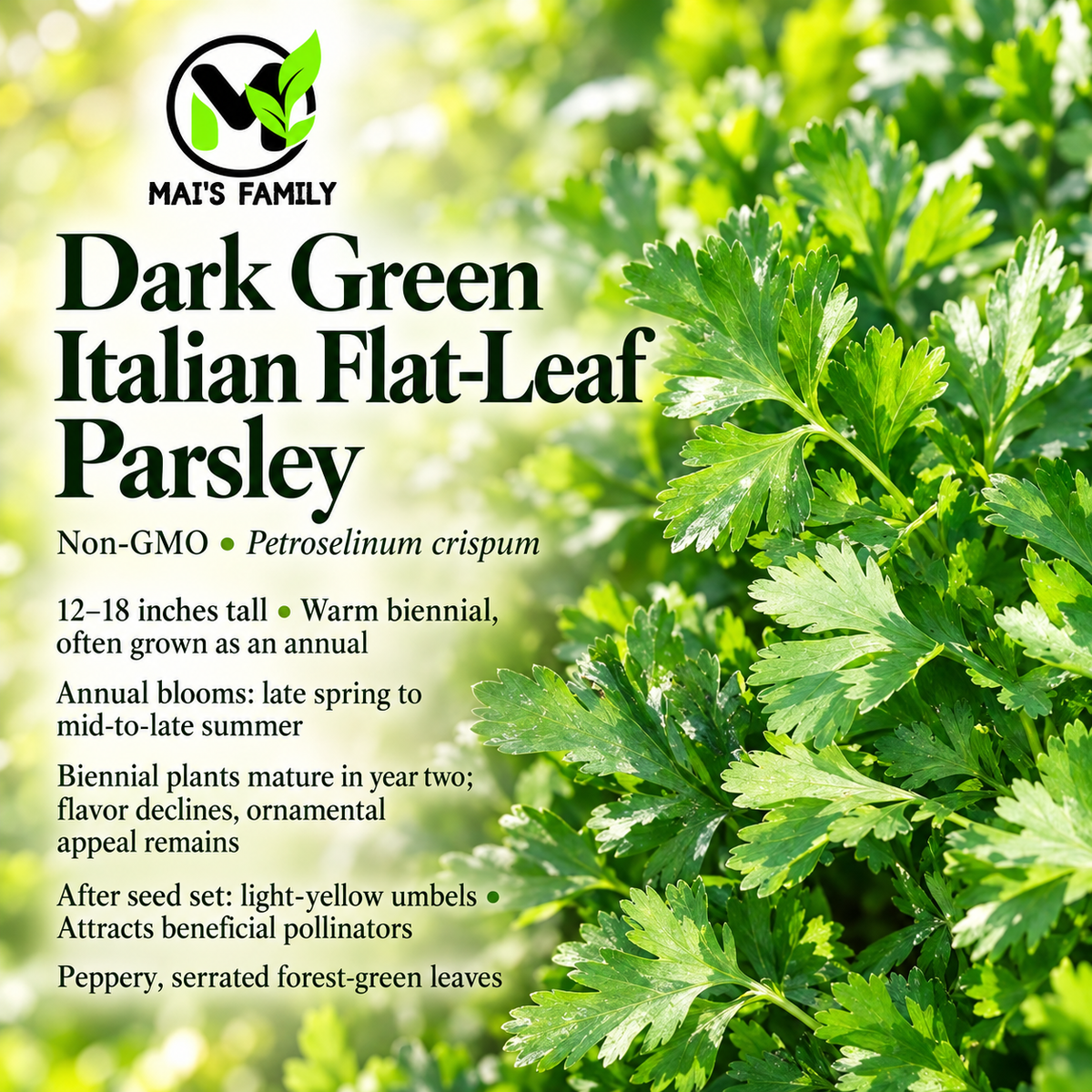 Dark Green Italian Flat Leaf Parsley Seeds – Heirloom Non-GMO