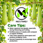 Long Bottle Gourd F1 Seeds – Non-GMO Calabash Opo Squash